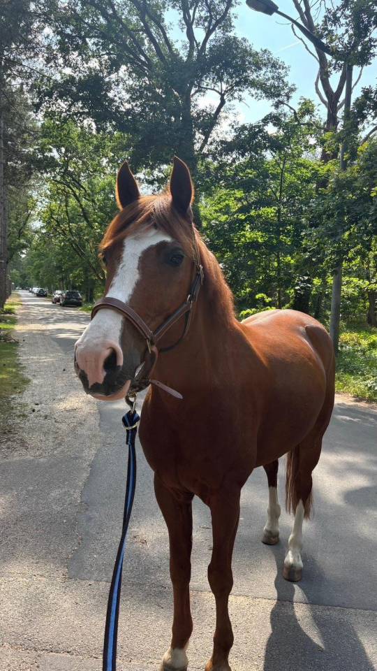 Poney D 11ans ideal famille et concours