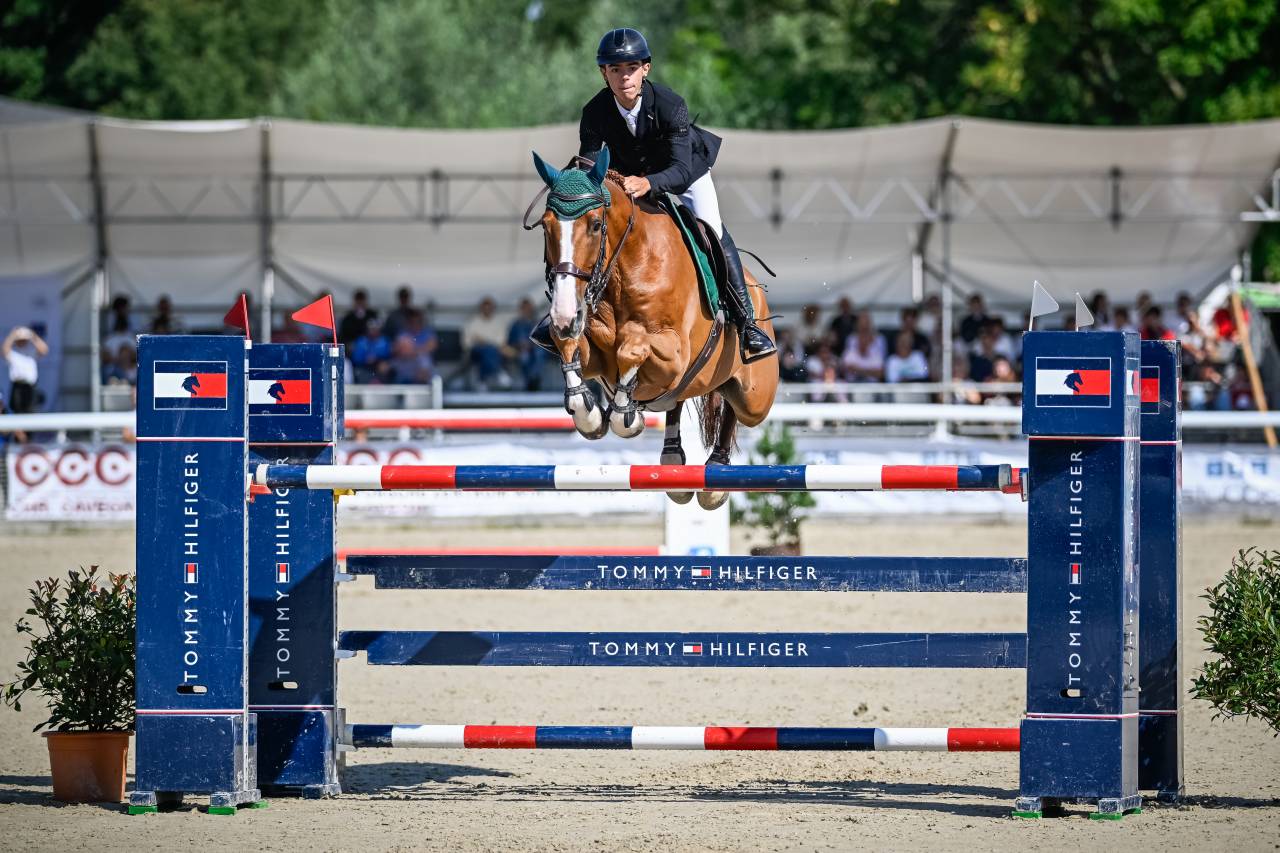 Hongre, selle Fran&ccedil;ais, 10 ans