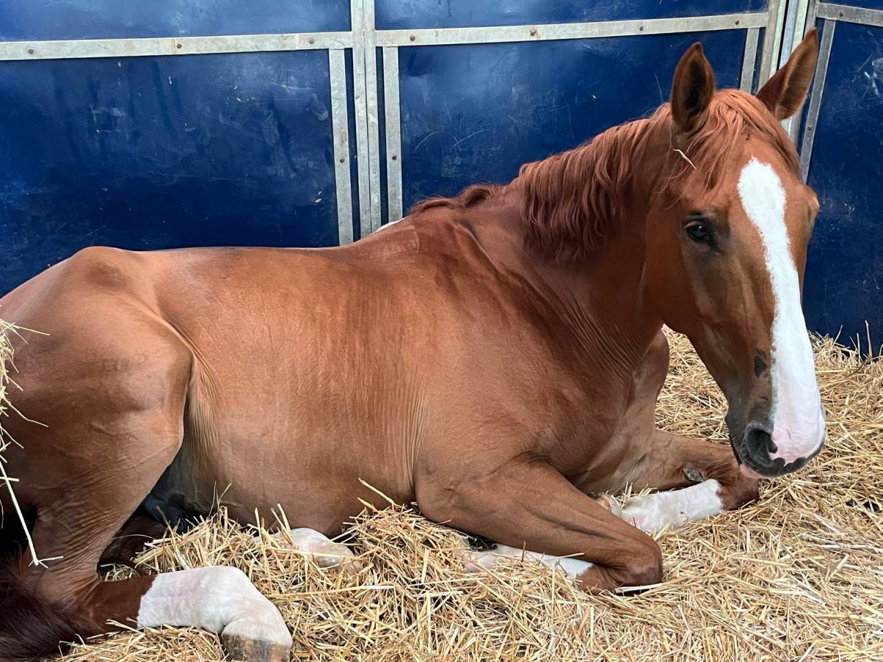 Hongre, selle Fran&ccedil;ais, 10 ans
