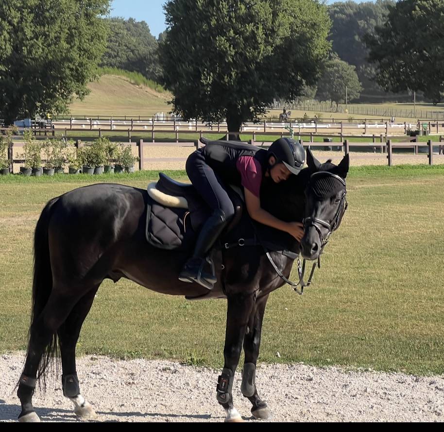 Etalon Autre Race de Poney A vendre 2008 Autre couleur