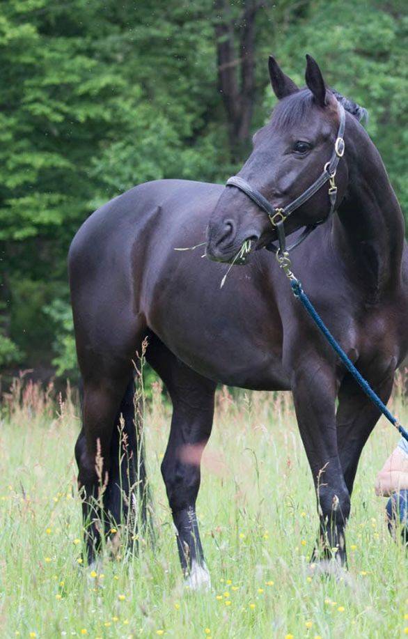 Cheval ma&icirc;tre d&rsquo;&eacute;cole 