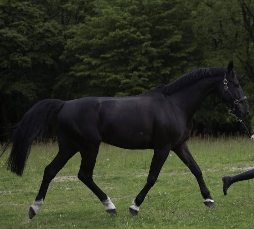 Cheval ma&icirc;tre d&rsquo;&eacute;cole 