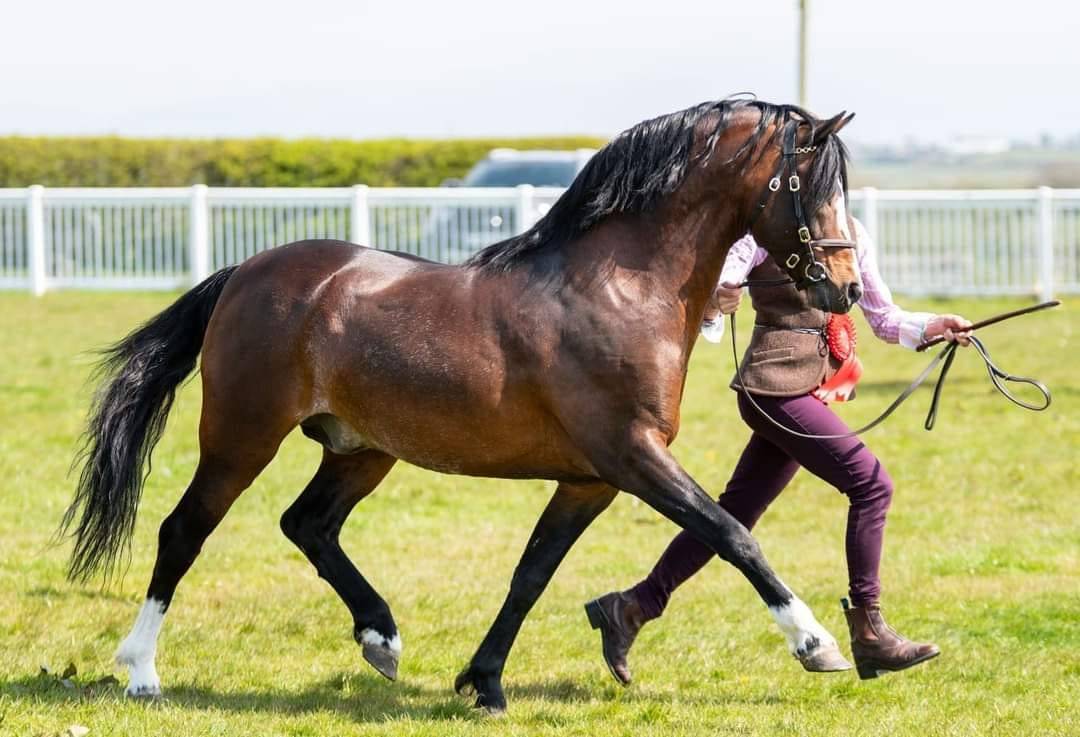 Welsh pony pp, jument import&eacute;e, alezane br&ucirc;l&eacute;e, 1.28