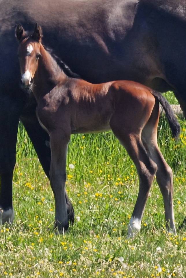 Jolie poulain de 1 ans 