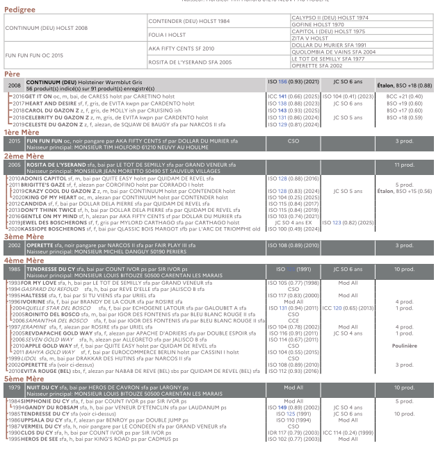 Jolie poulain de 1 ans 