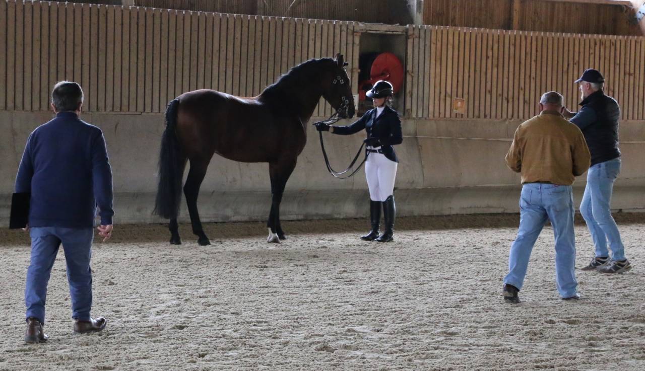 Olimpo Etalon lusitanien approuv&eacute; n&eacute; en 2018