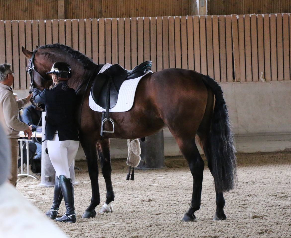 Olimpo Etalon lusitanien approuv&eacute; n&eacute; en 2018