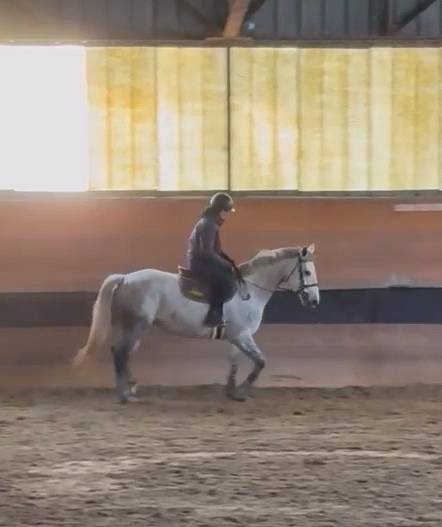 Poulini&egrave;re 8 ans par Valmy de la Lande - 5 points PACE