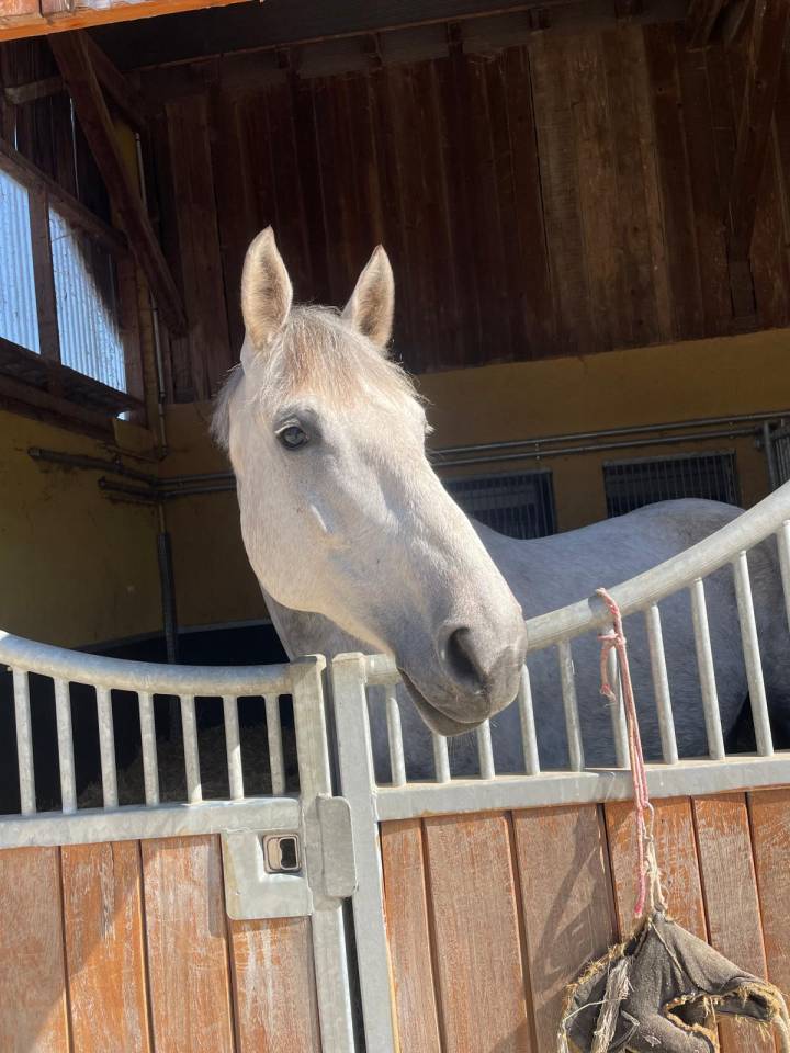 Poulini&egrave;re 8 ans par Valmy de la Lande/Rox de la Touche