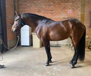 Jeune cheval avec une premi&egrave;re exp&eacute;rience en concours.