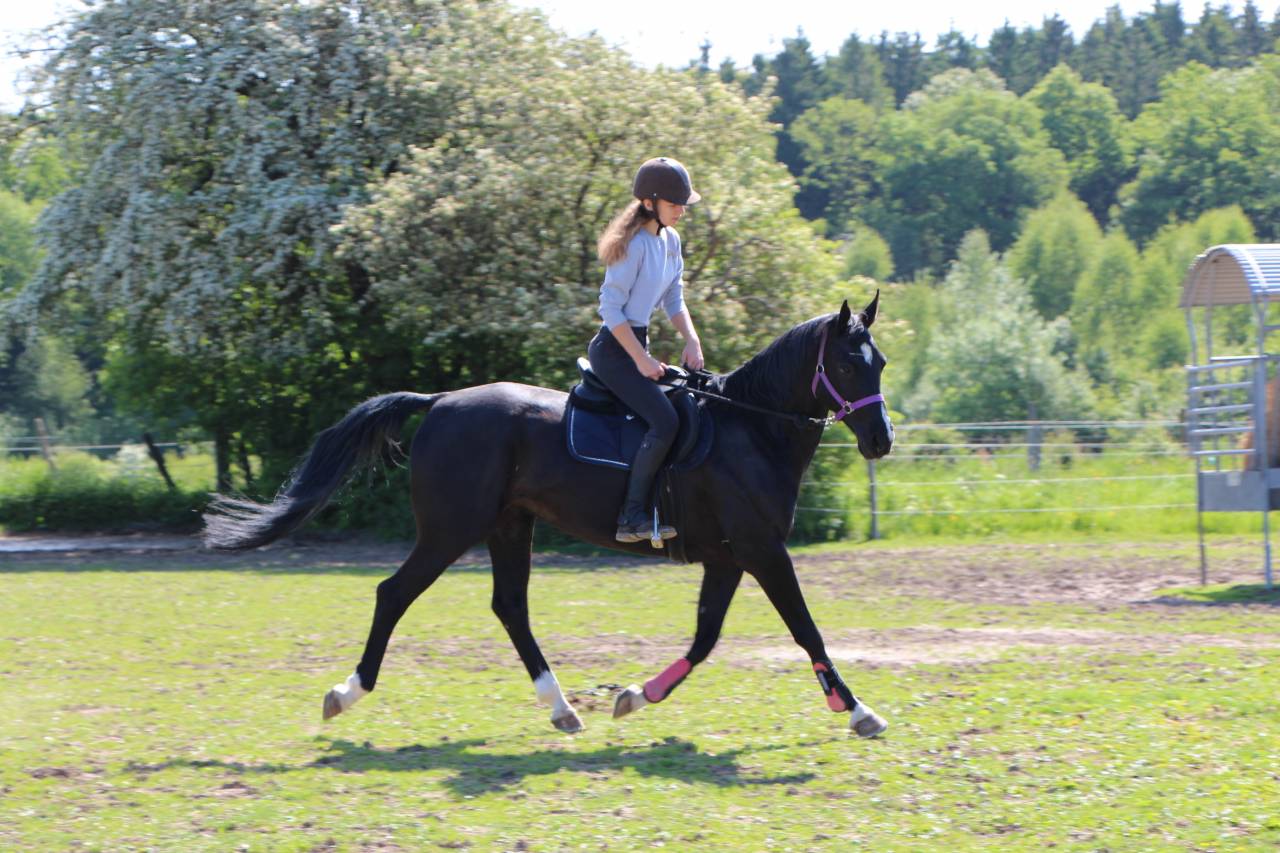Cheval &agrave; confier/&agrave; vendre