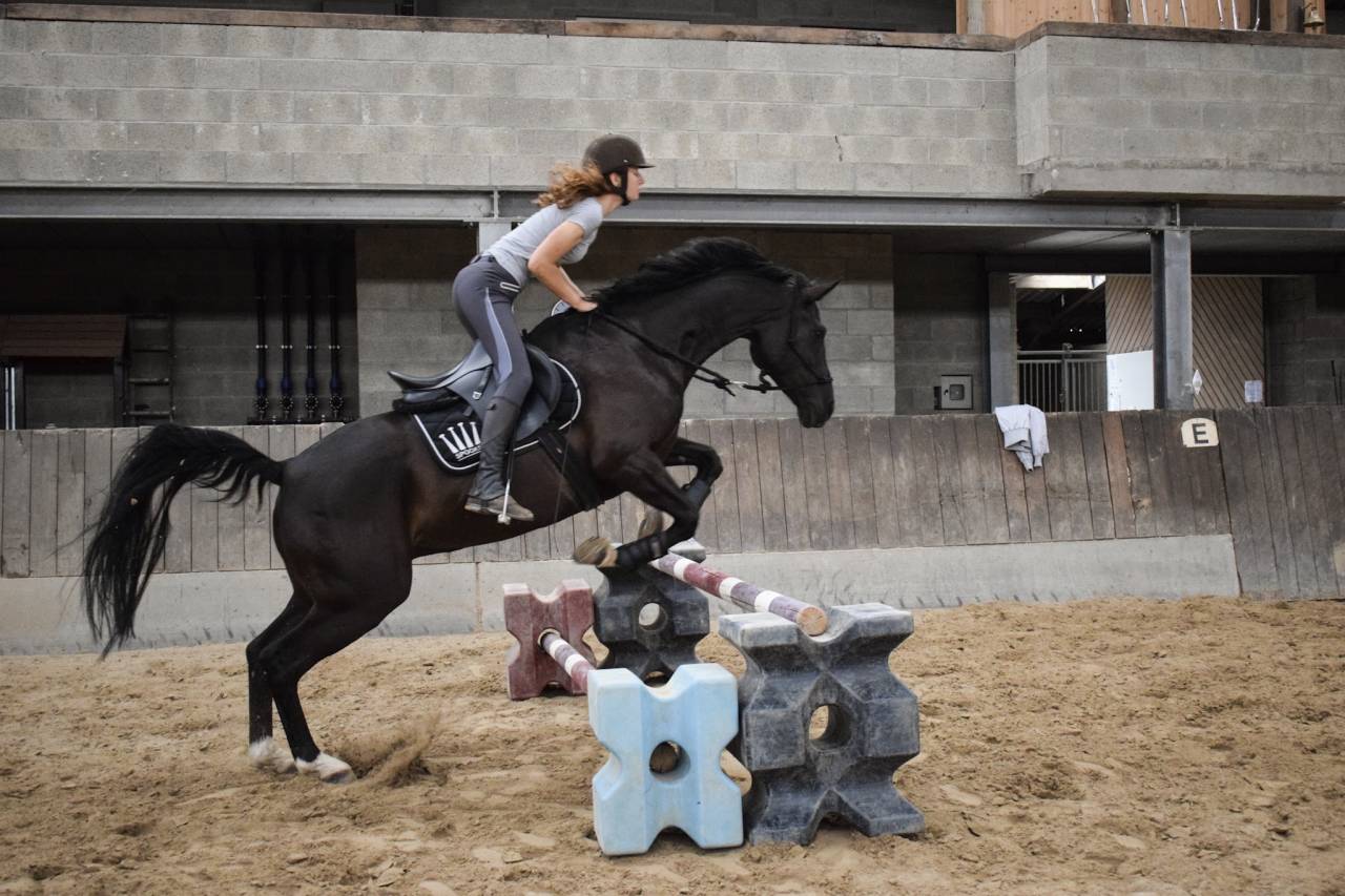 Cheval &agrave; confier/&agrave; vendre
