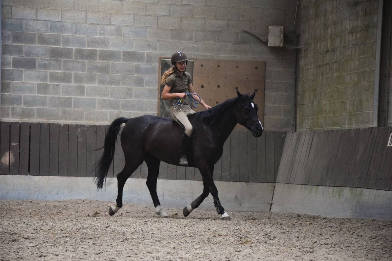 Cheval &agrave; confier/&agrave; vendre