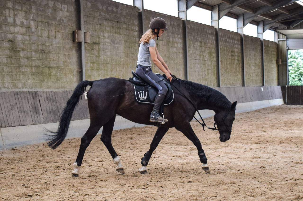 Cheval &agrave; confier/&agrave; vendre
