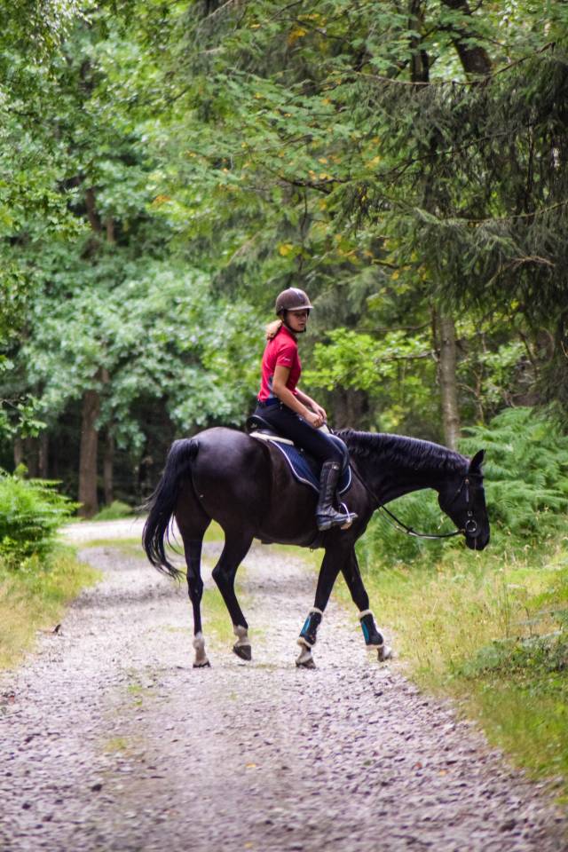 Cheval &agrave; confier/&agrave; vendre