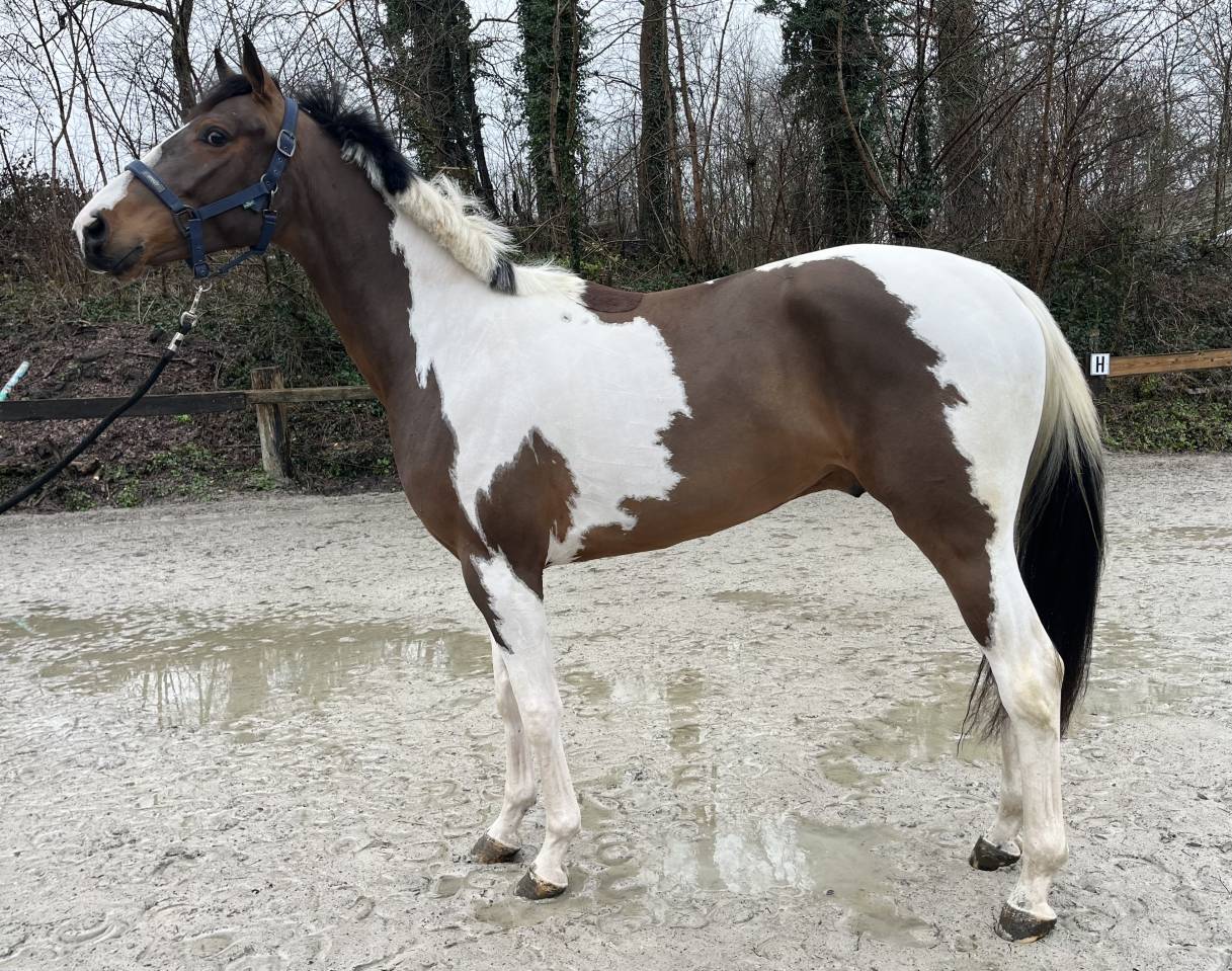 Magnifique hongre de 4 ans, +-1m68
