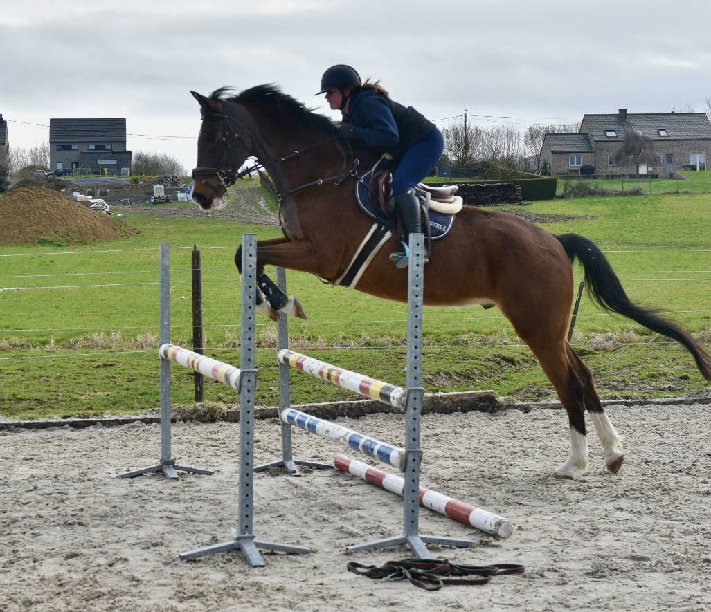 Cheval professeur par excellence 