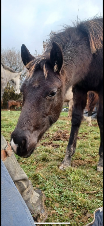 Poulain m&acirc;le 2025