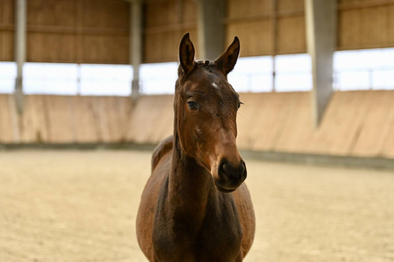 Filly (2025) I'm Special de Muze x Toulon x Ramiro z