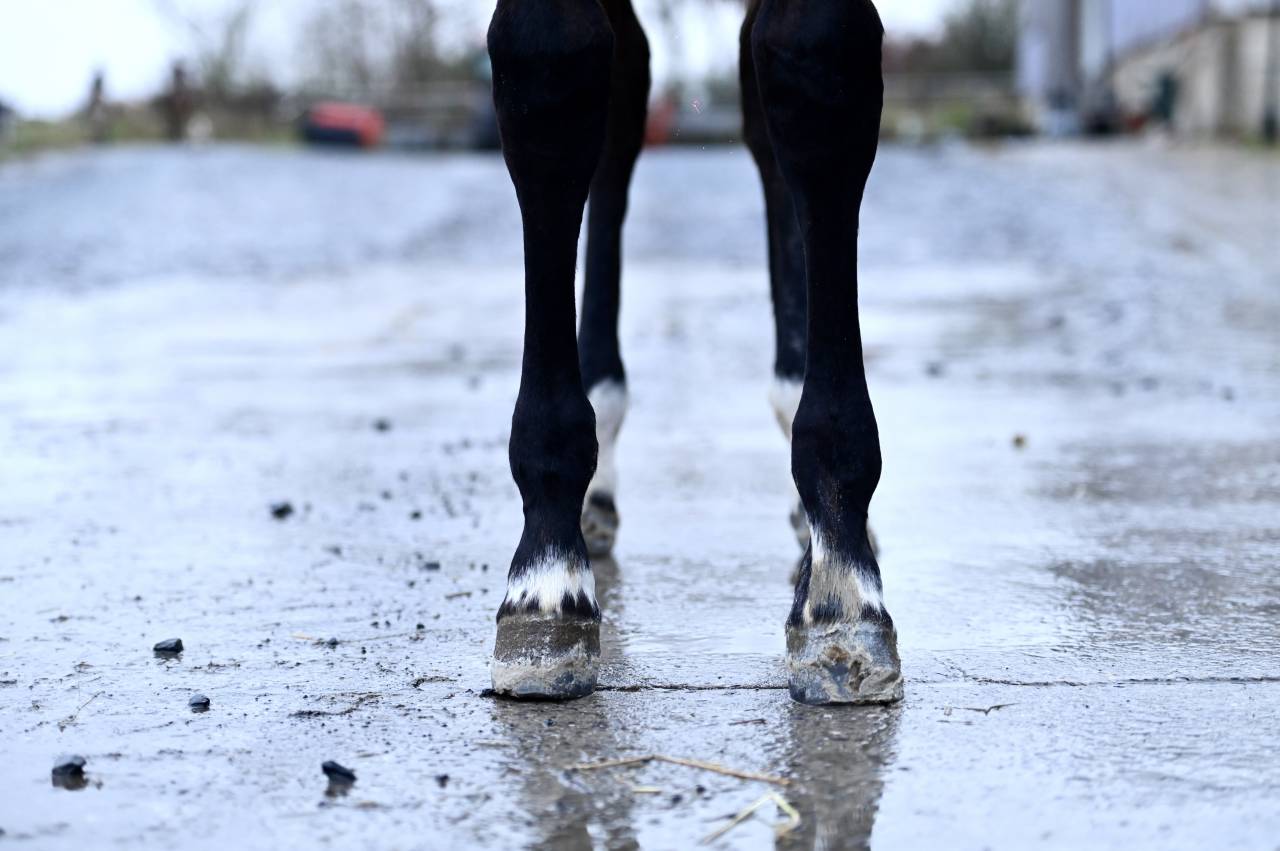 Filly (2025) I'm Special de Muze x Toulon x Ramiro z