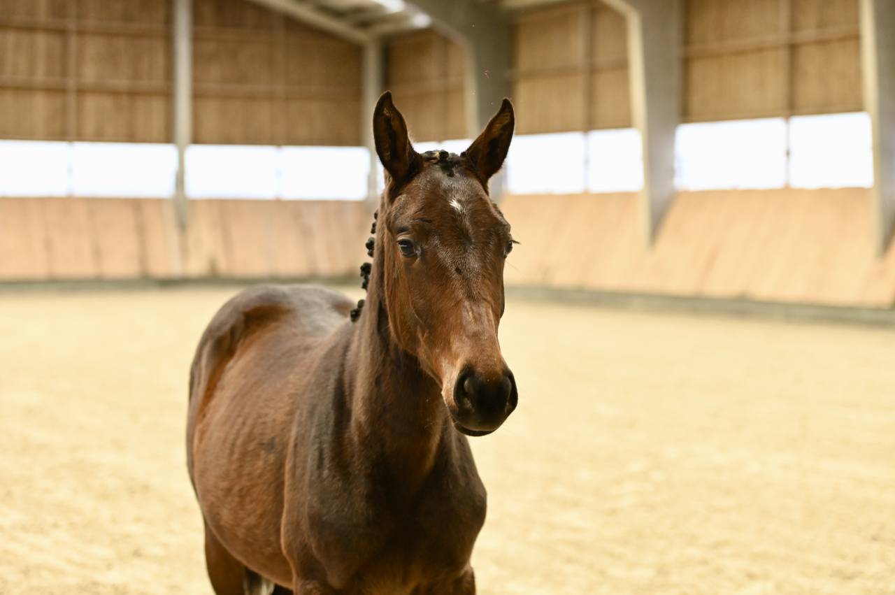 Filly (2025) I'm Special de Muze x Toulon x Ramiro z