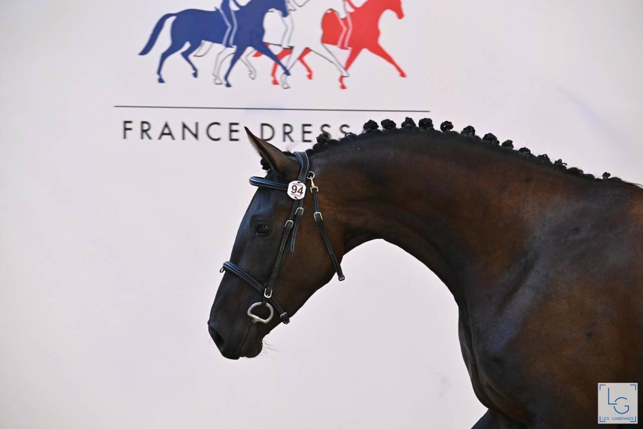 A vendre, pouliche 3ans 3/4