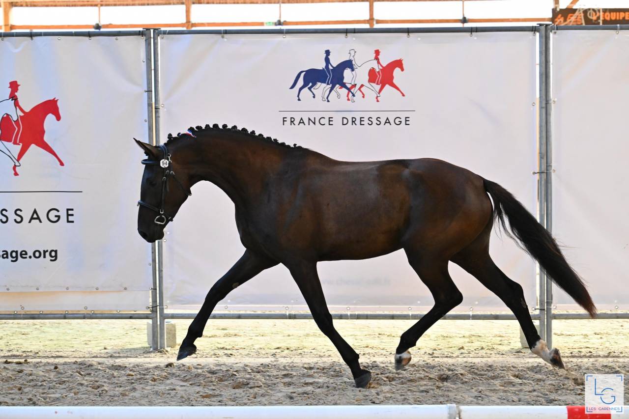 A vendre, pouliche 3ans 3/4