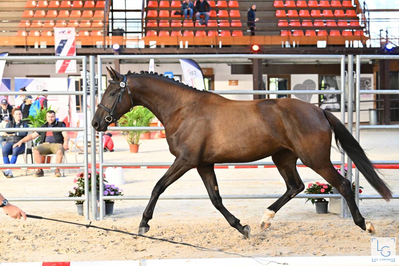 A vendre, pouliche 3ans 3/4