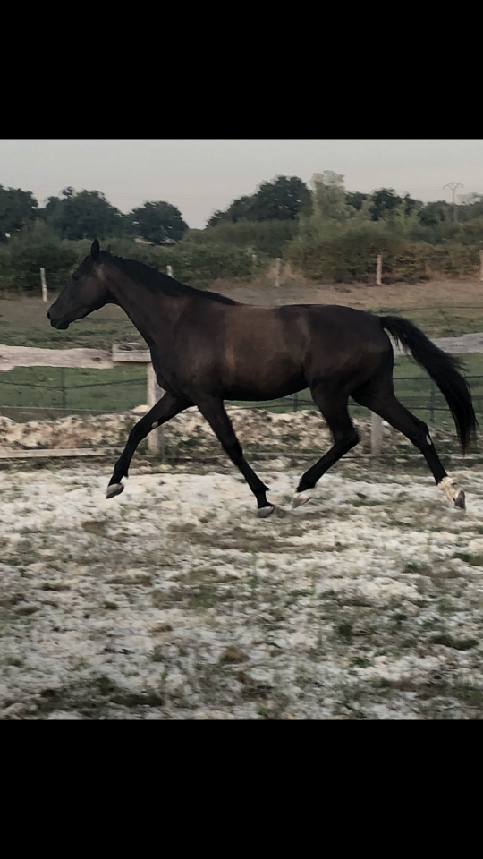 A vendre, pouliche 3ans 3/4