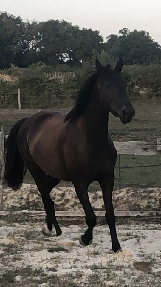 A vendre, pouliche 3ans 3/4