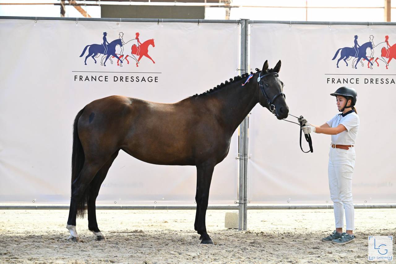 A vendre, pouliche 3ans 3/4