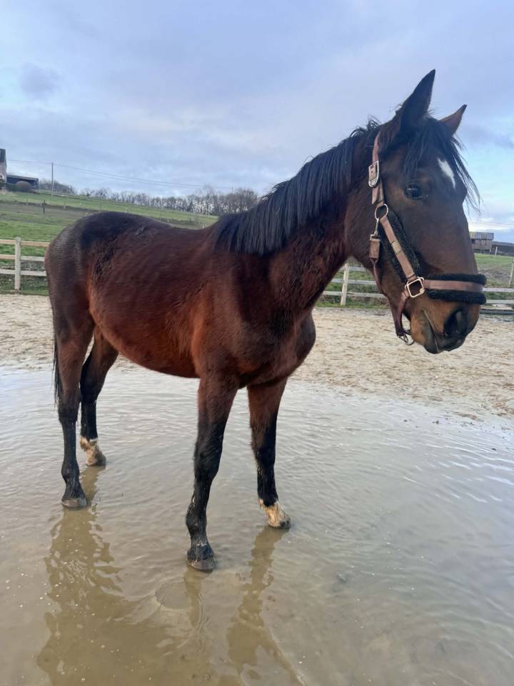 Entier 2024 - KWPN - LANTO HBC x OLYMPIA