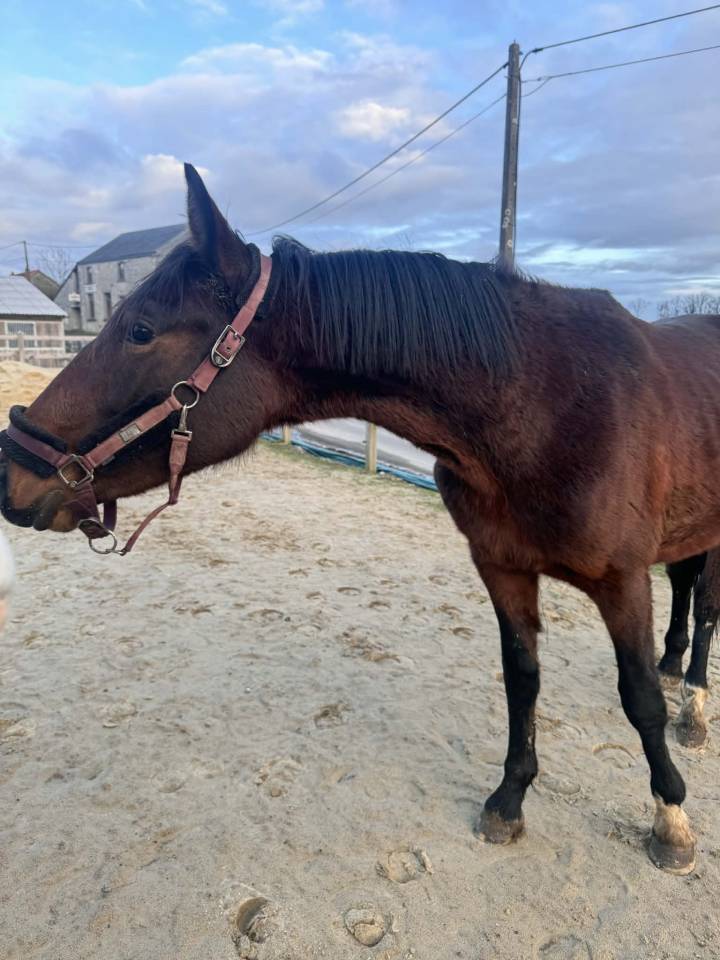 Entier 2024 - KWPN - LANTO HBC x OLYMPIA