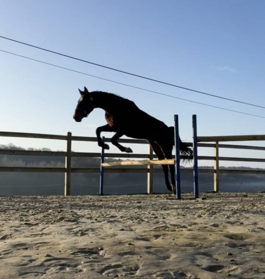 KWPN-Entier 2024-fils de LANTO HBC-Dressage-Obstacle