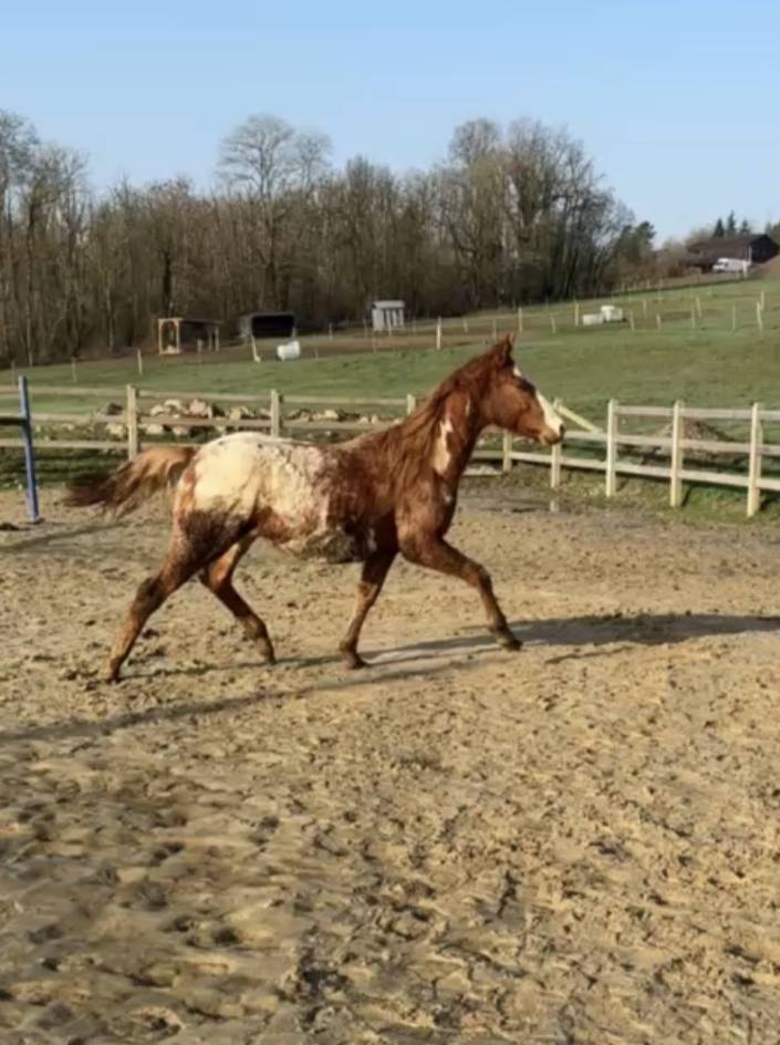 Chesnut appaloosa&overo-stallion 2024-baloubet du rouet