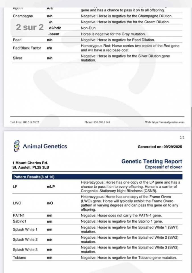 Chesnut appaloosa&overo-stallion 2024-baloubet du rouet