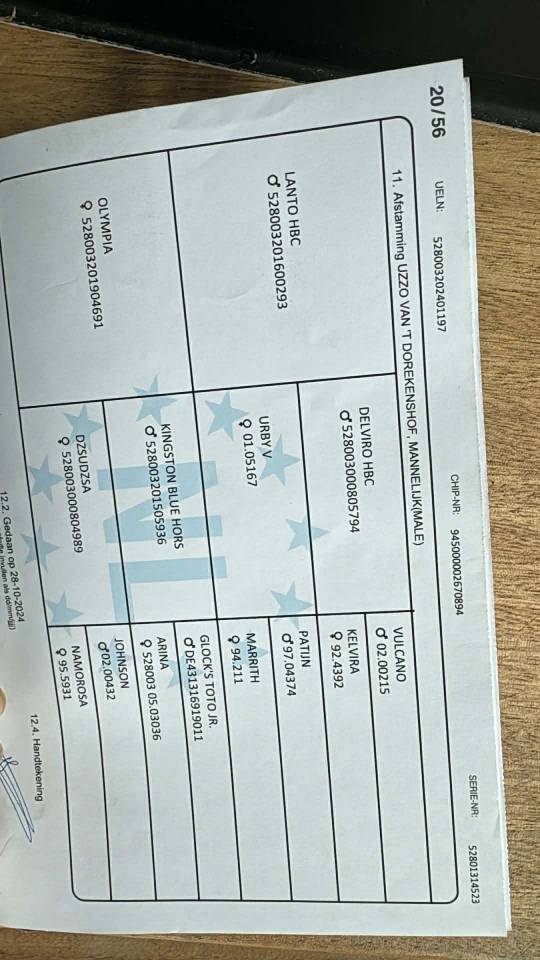 KWPN-2024-Lanto/Silvio HBC-Olympia/Kingston Blue Horse