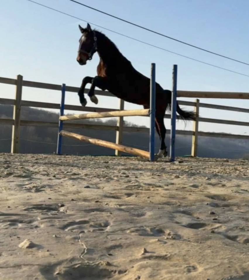 KWPN-2024-Lanto/Silvio HBC-Olympia/Kingston Blue Horse