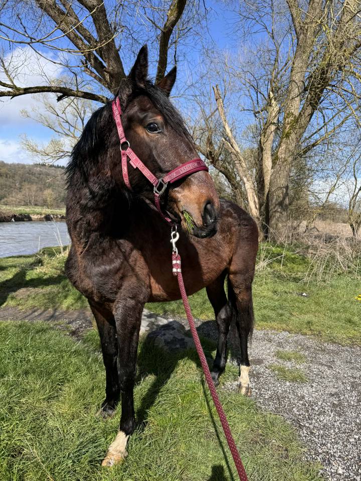 KWPN-2024-Lanto HBC-Olympia-Kingston Blue Hors-Totilas