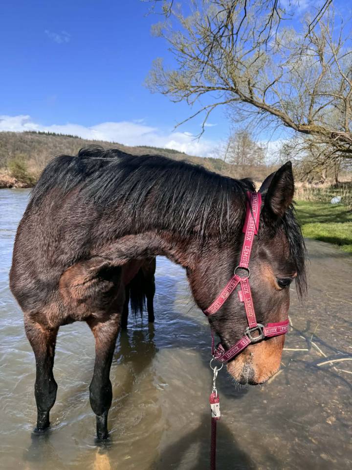 KWPN-2024-Lanto HBC-Olympia-Kingston Blue Hors-Totilas