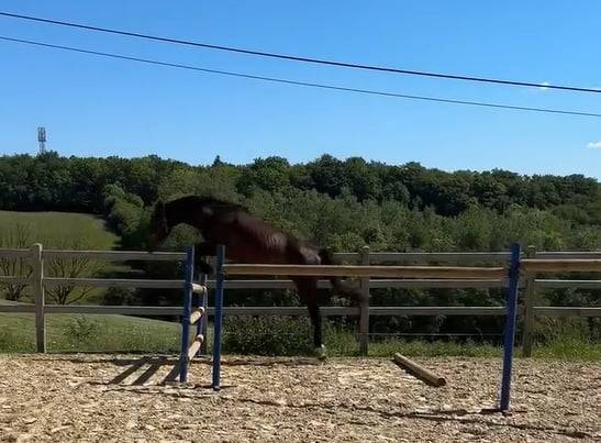 Magnifique KWPN CSO/CCE/DRESSAGE