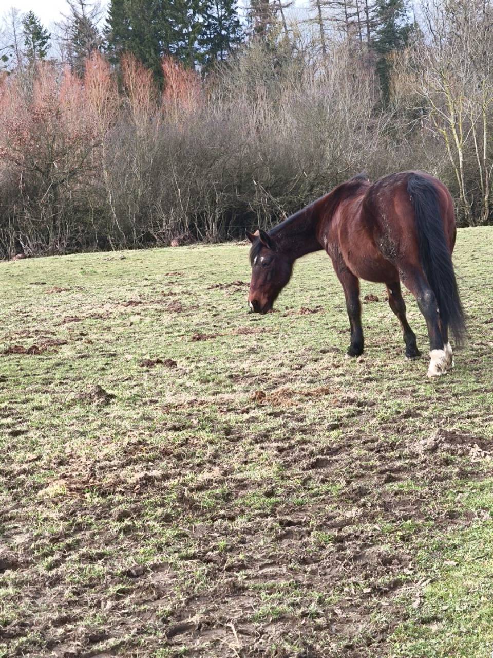 Jument a confi&eacute;e pour compagnie