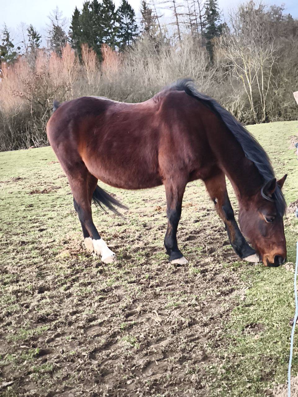 Jument a confi&eacute;e pour compagnie