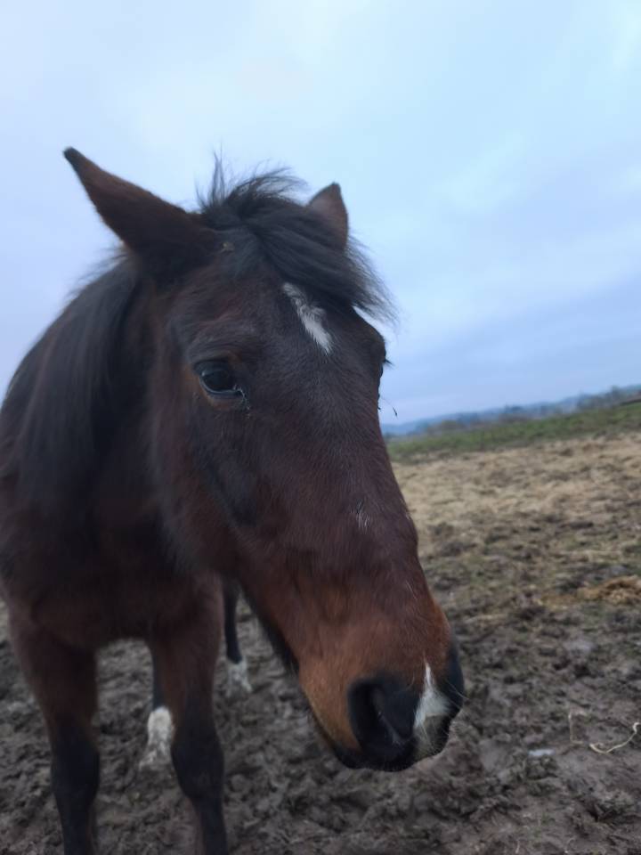 Jument a confi&eacute;e pour compagnie