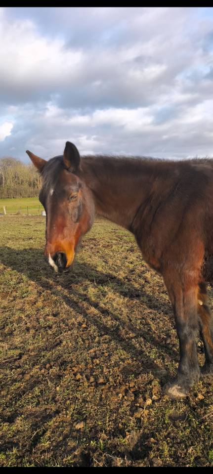 Jument a confi&eacute;e pour compagnie