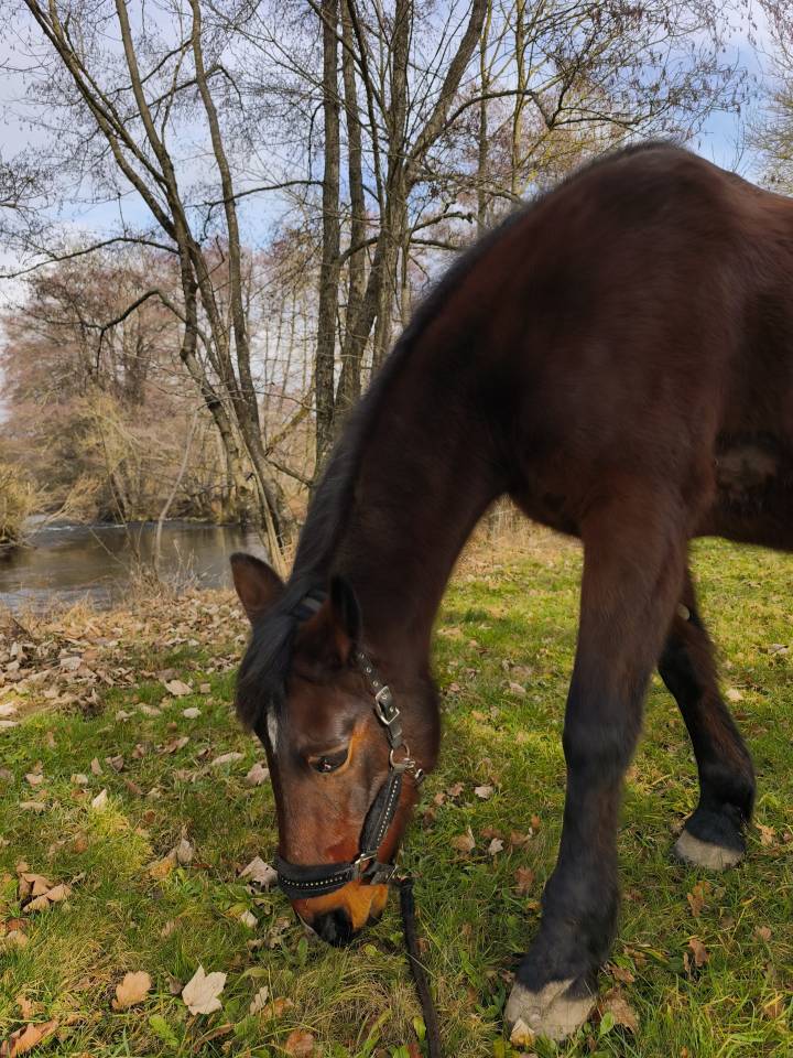 Jument a confi&eacute;e pour compagnie
