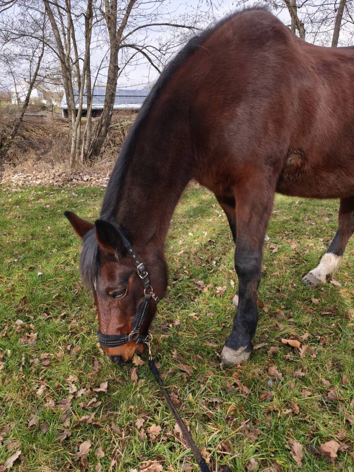 Jument a confi&eacute;e pour compagnie