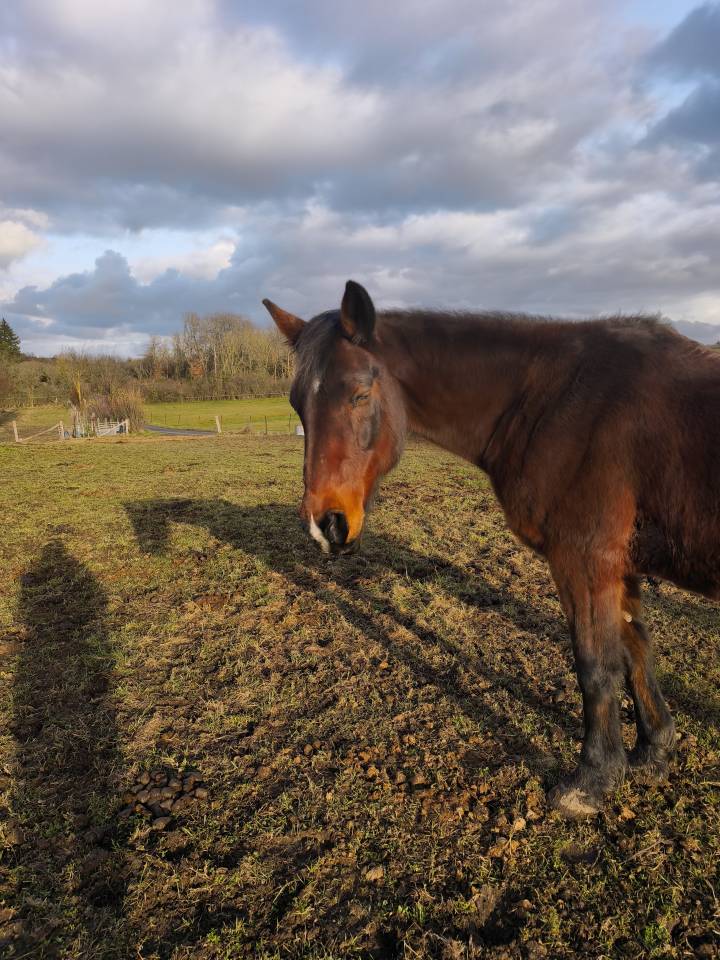 Jument a confi&eacute;e pour compagnie