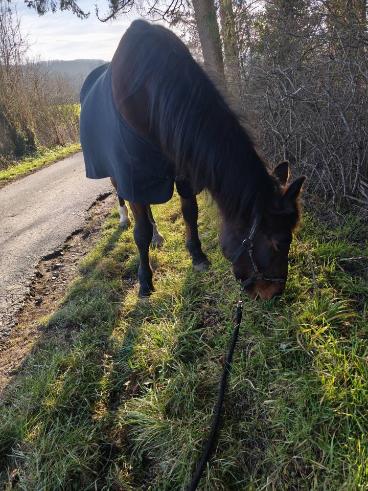 Jument a confi&eacute;e pour compagnie