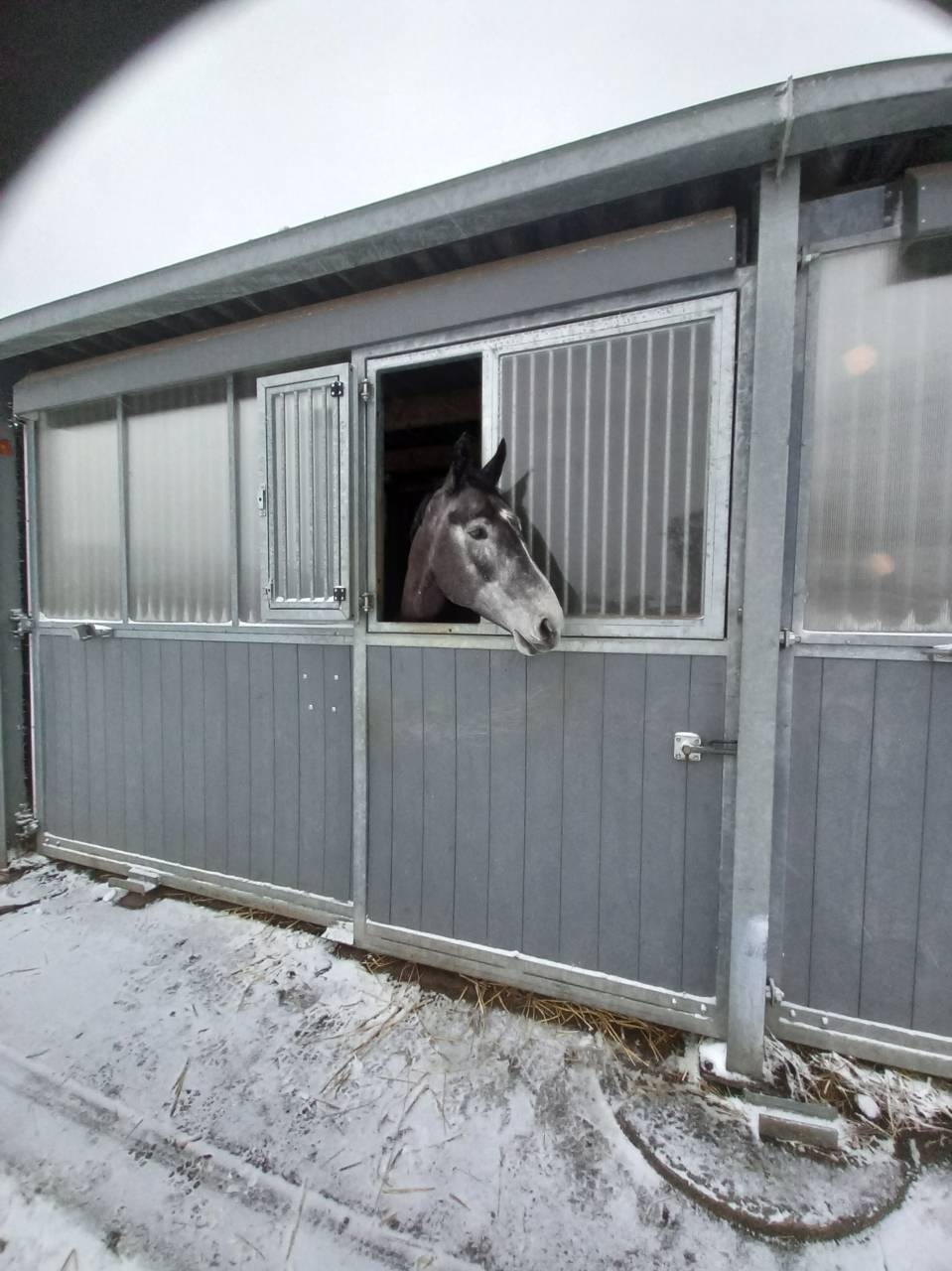 Jument z - Camille c - 2020